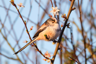 Long-tailed tit perched on a tree branch with spring blossom