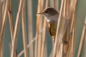 Reed Warbler by Ailsa Claybourn