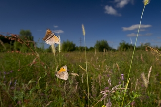 Meadow brown butterflies flutter on a grassy meadow, dark blue summer sky above