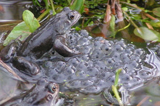 Frogs and frogspawn