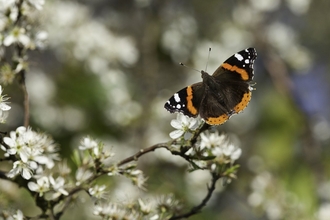 Red admiral on blackthorn
