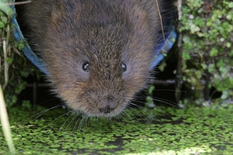 Water vole emerging from tunnel