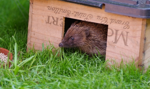 Hedgehog house