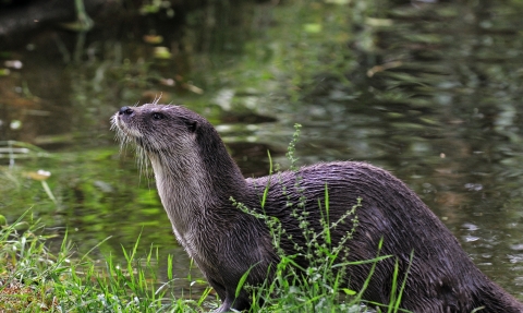 Otter by Rob Appleby