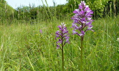 Orchids at Homefield Wood