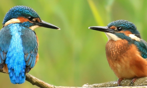 Two kingfishers sat on a twig
