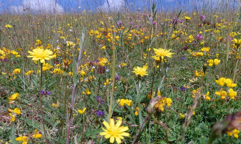 A cluster of yellow and purple flowers in long grass
