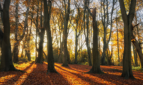 Sun shining through ancient woodland