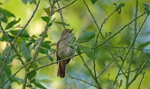 Nightingale singing