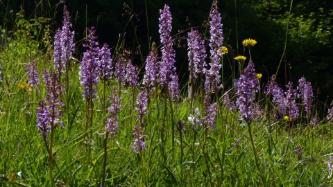 Orchids at Aston Clinton Ragpits by Kate Titford
