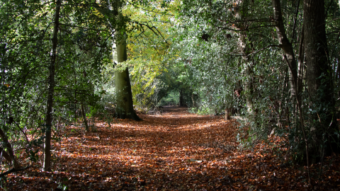 Woodland walk at Shepperlands nature reserve 