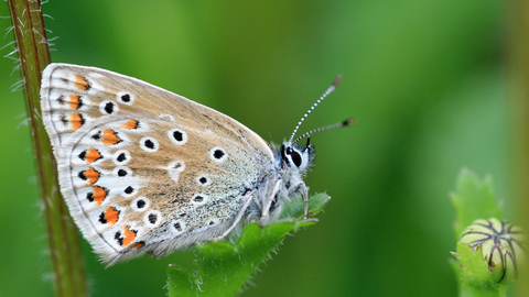 A common blue butterfly sits on a leaf with its wings closed, showing the orange and black spots on the underside of the wings