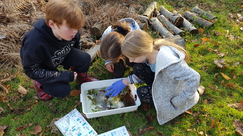 Three children looking around a white tray filled with pond water and pond creatures. 