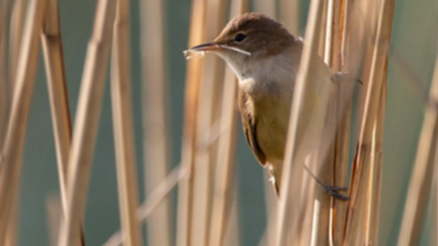 Reed Warbler by Ailsa Claybourn