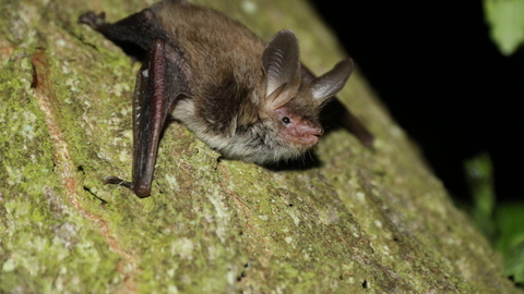 Bechstein's bat on a tree trunk