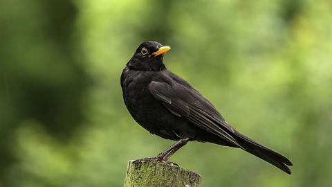 Blackbird perched on a post by Bob Coyle