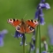 Peacock butterfly on bluebells