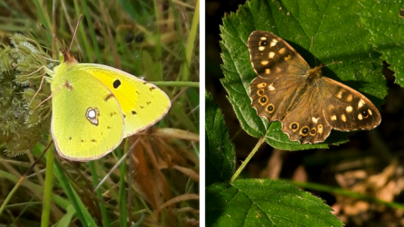 Clouded yellow and speckled wood