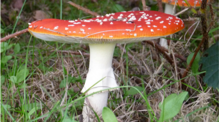 Fly agaric mushroom/ fungus. Picture: BBOWT