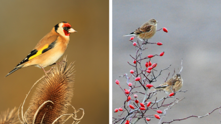 Goldfinch and linnets