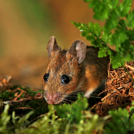 Wood Mouse by Jon Hawkins Surrey Hills Photography