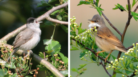 Blackcap and whitethroat