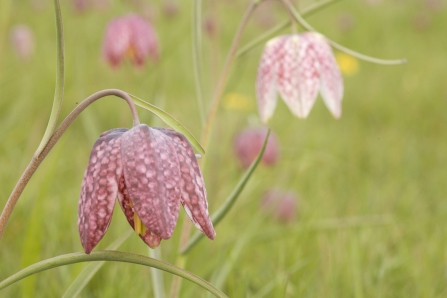 Snakes head fritillary