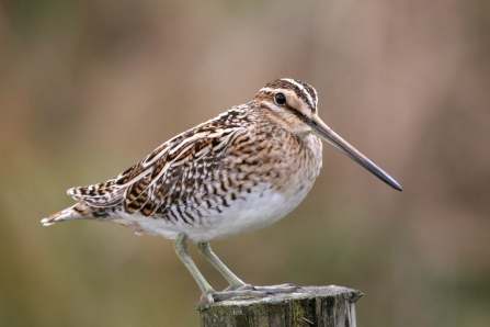 photo of a snipe