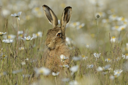 Hare in field of daisies