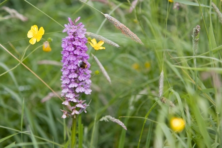 Common spotted orchid and buttercups