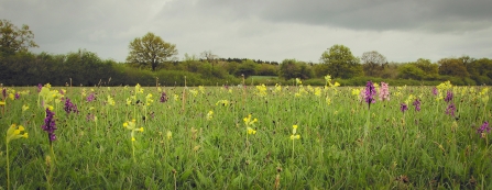 Orchids and cowslips at Bernwood Meadows. Picture: Rhea Draguisky