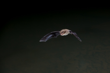 Daubenton's bat on dark background