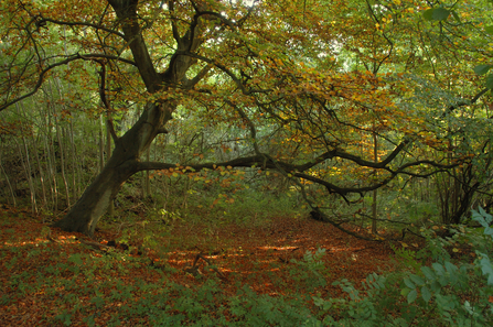Sydlings Copse in autumn