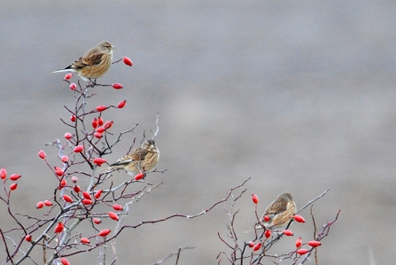 Linnets and rosehips