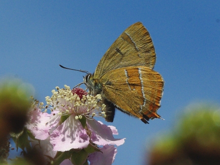 Brown hairstreak butterfly on blossom