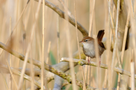 Cetti's warblers