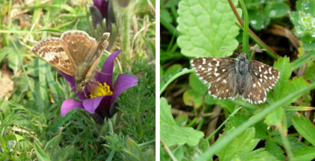 Dingy and grizzled skipper