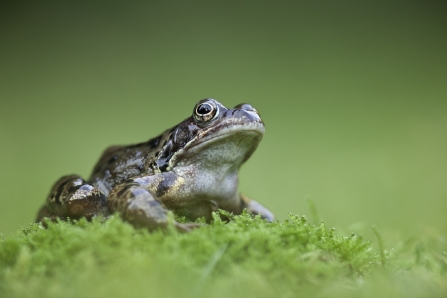 Frog sitting on moss