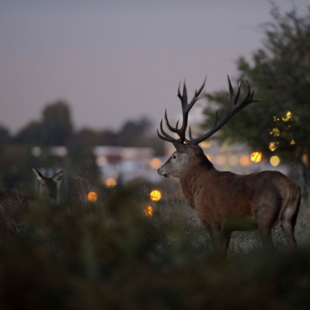 Red deer and city lights