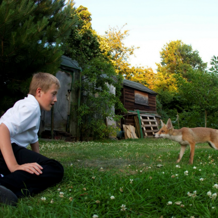 Boy and fox in garden