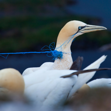 Gannet trapped in plastic