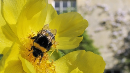 bee feeding on flower in garden of house