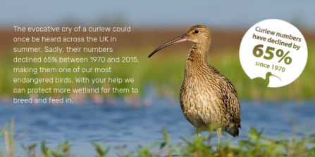 Graphic of showing curlew declines since 1970