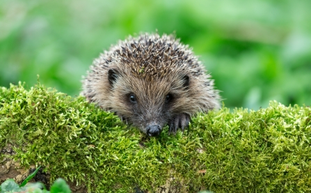 Hedgehog on mossy log