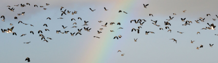 lapwing flying against rainbow