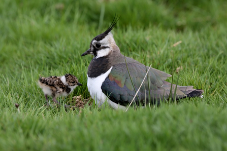 Lapwing with chick