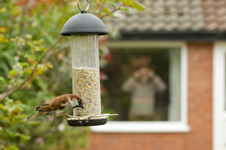 Man watching sparrow on bird feeder