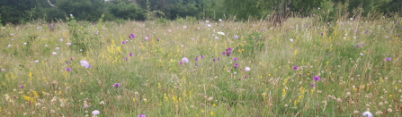 Wild flower grassland at Sydlings Copse
