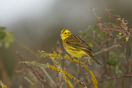 Yellowhammer perched in hedgerow