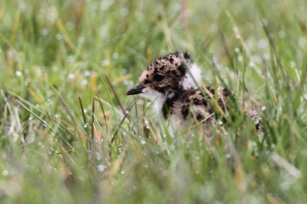 Lapwing chick in wet grass